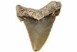 1.85" Serrated Angustidens Tooth - Megalodon Ancestor - #202417-1